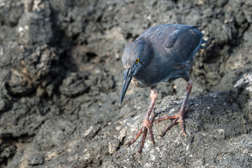 Galapagos lava heron, Butorides sundevalli