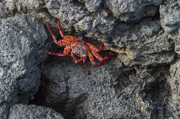 Sally lightfoot crab, grapsus grapsus, Galapagos Islands, Ecuador
