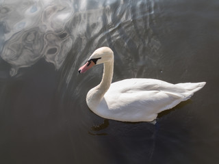 White Mute Swan, Cygnus olor, Swimming