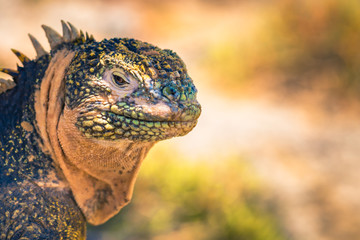 Galapagos Islands - August 24, 2017: Endemic Land Iguana in Plaza Sur island, Galapagos Islands, Ecuador © rpbmedia
