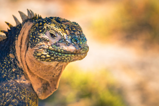 Galapagos Islands - August 24, 2017: Endemic Land Iguana in Plaza Sur island, Galapagos Islands, Ecuador