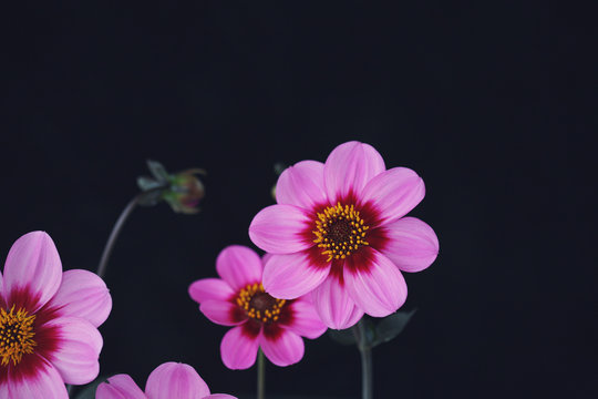 A Group Of Vibrant Purple Dahlia Flowers Against A Black Background