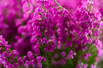 Plant erica gracilis.