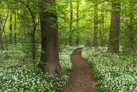 Path through Forest full of Wild Garlic