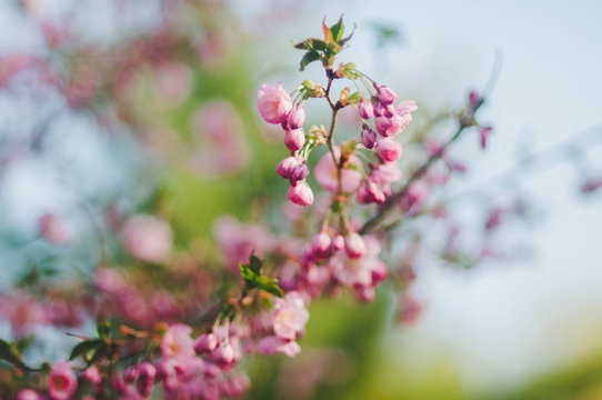 Cherry blossom trees in the spring