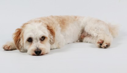 Portrait eines kleinen Hundes im Studio