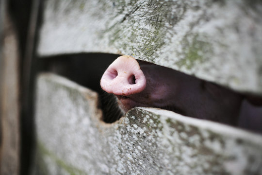 Pig snout in a fence