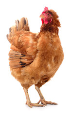 Brown hen isolated.
