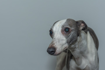 The Nervous Whippet - "I do not want my picture taken"