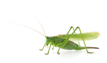 Green locust isolated