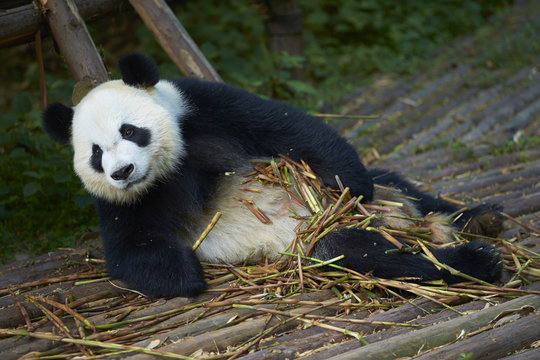 panda in zoo