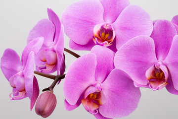 Fototapeta na wymiar Pink orchid isolated on white background. Closeup.