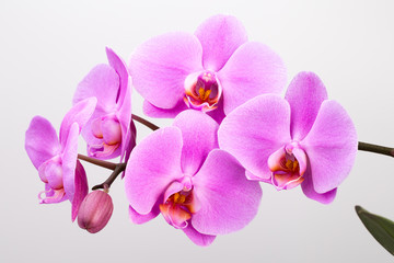 Naklejka na ściany i meble Pink orchid isolated on white background. Closeup.