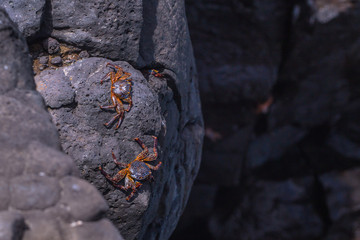 Galapagos Islands - August 24, 2017: Crabs at the coast of Plaza Sur island, Galapagos Islands, Ecuador