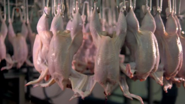 Plucked and beheaded chickens moving on a poultry shackle line. 