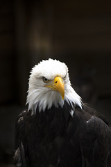 Bald Eagle head close up front view
