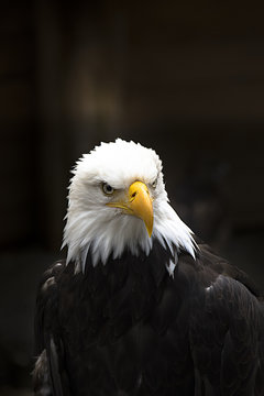 Bald Eagle Head Close Up Front View