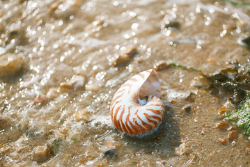  British summer  beach with nautilus pompilius sea shell