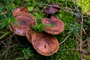 mushrooms in forest, autumn picturest of forest, woods background  