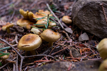 mushrooms in forest, autumn picturest of forest, woods background  
