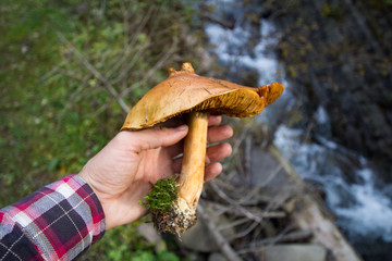 mushrooms in forest, autumn picturest of forest, woods background  