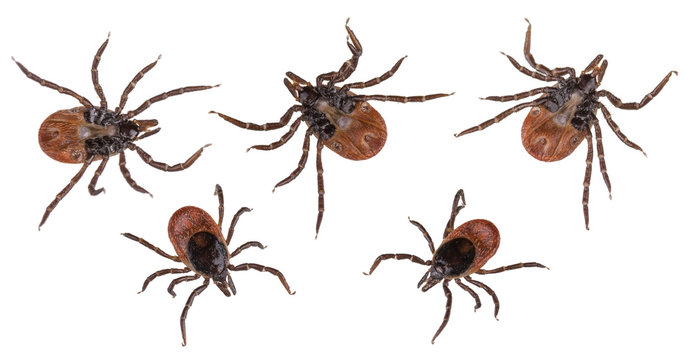 Deer ticks collection closeup isolated on white background. Ixodes ricinus. Set of dangerous parasitic mites from below or above. Acari. Tick-borne diseases carriers. Encephalitis or Lyme borreliosis.