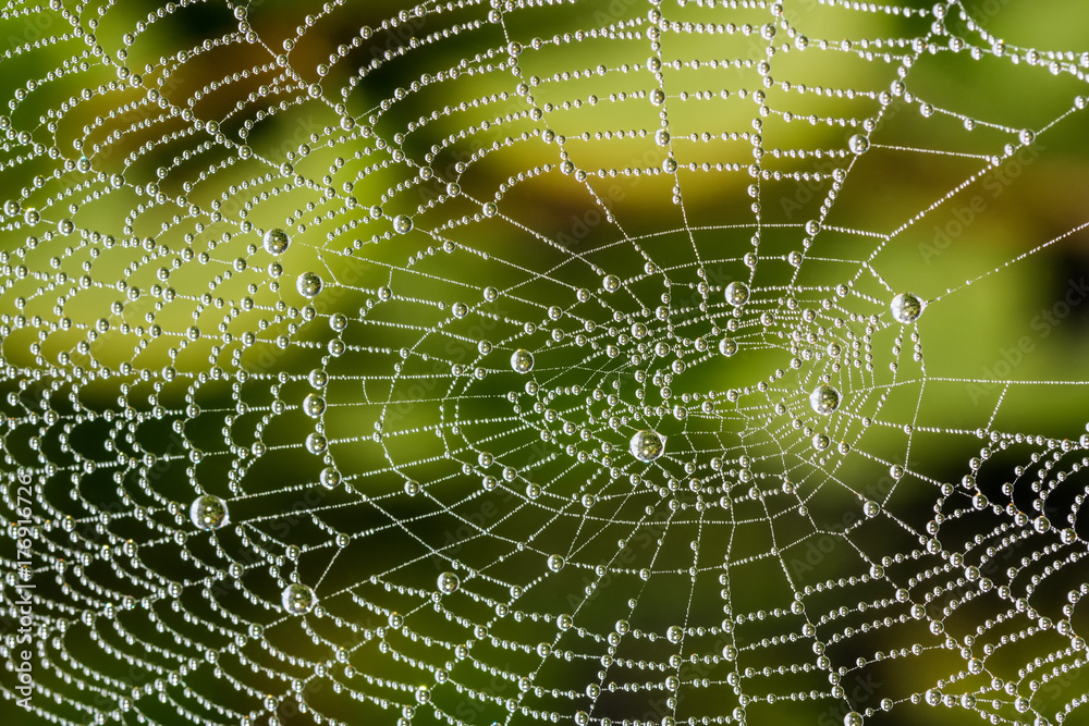 Wall mural detail of beautiful cobweb with pearls from dew drops. amazing ornate texture from spider web with r