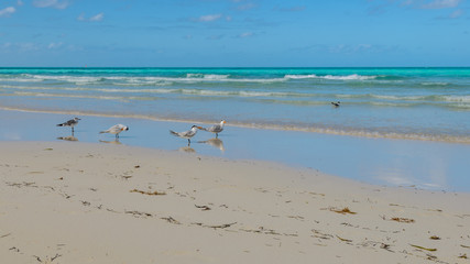 Tropical beach in island Cayo Santa María. Cuba