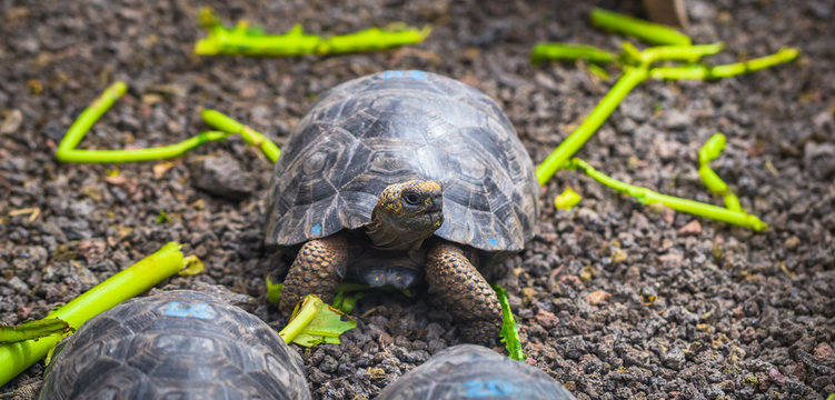 Galapagos Islands - August 25, 2017: Giant land tortoises in the Tortoise breeding center of Isabela Galapagos Islands, Ecuador