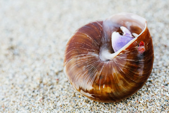 hermit crab claw poking out of a shell on the sand