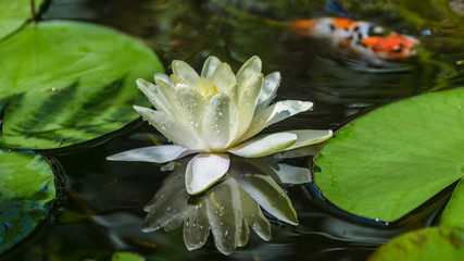 White Water lily floating on a water,colorful fish in background