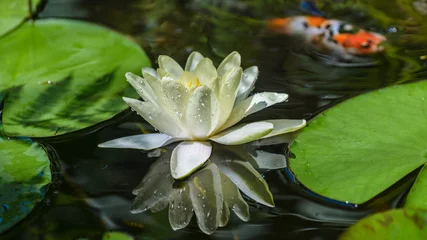 Keuken foto achterwand Waterlelie White Water lily drijvend op een water, kleurrijke vissen op de achtergrond