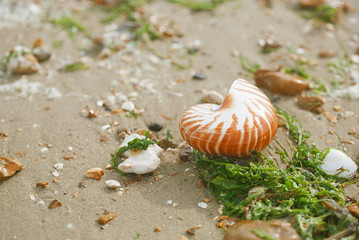  British summer  beach with nautilus pompilius sea shell