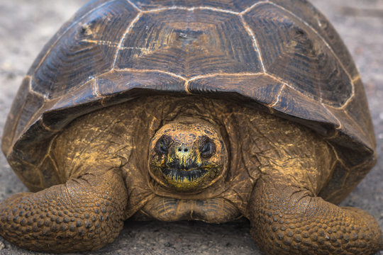 Galapagos Islands - August 25, 2017: Giant land Tortoise on the road in Isabela Galapagos Islands, Ecuador