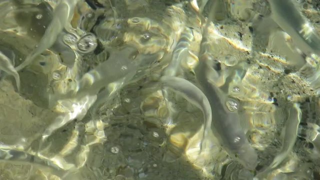 pesci di mare sulla riva del mare in branco