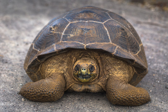 Galapagos Islands - August 25, 2017: Giant land Tortoise on the road in Isabela Galapagos Islands, Ecuador