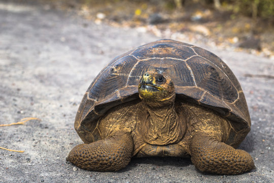 Galapagos Islands - August 25, 2017: Giant land Tortoise on the road in Isabela Galapagos Islands, Ecuador