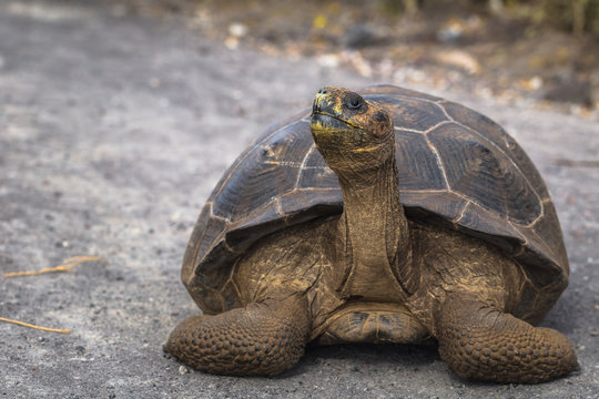 Galapagos Islands - August 25, 2017: Giant land Tortoise on the road in Isabela Galapagos Islands, Ecuador