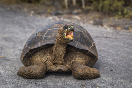 Galapagos Islands - August 25, 2017: Giant land Tortoise on the road in Isabela Galapagos Islands, Ecuador