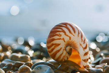  British summer  beach with nautilus pompilius sea shell