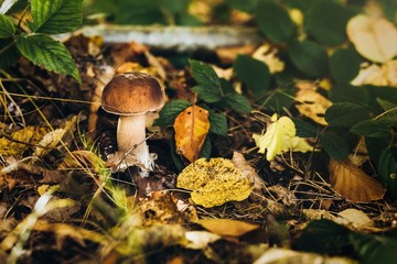 mushrooms in the wood.