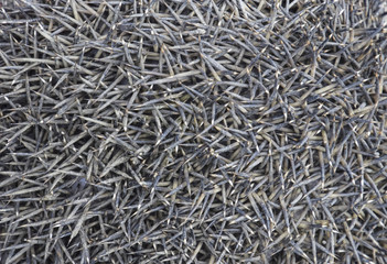 Texture hedgehog needles. The surface of the hedgehog back