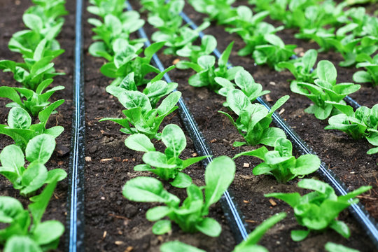 Rows of organic lettuce coming up at the farm