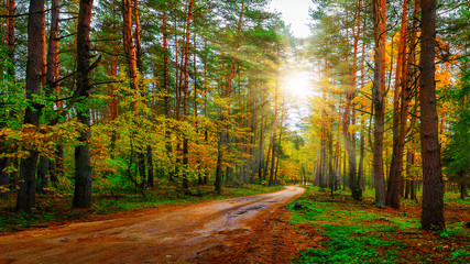 Scenery autumn forest on bright sunny day. Road in colorful woodland. Sunbeams in autumn forest.