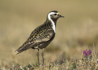 American Golden-Plover (Pluvialis dominica)