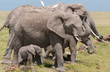 Fototapeta na wymiar Elephants walking