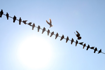 Many pigeons sit on an electric wire against a white sun and blue sky. Pigeons are charged from an electric wire as well as a mobile phone.