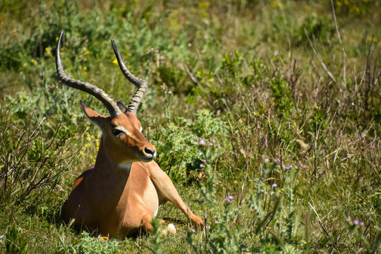Antelope resting in a wild game reserve 