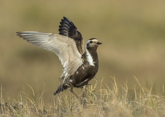 American Golden-Plover
