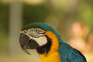 ルリコンゴウインコ